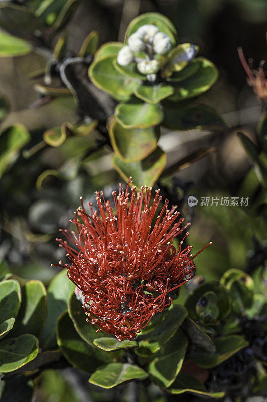 ʻōhiʻa lehua, Metrosideros polymorpha，是一种开花常青树在桃金娘科，桃金娘科，是夏威夷最大的六个岛屿的特有物种ʻi。夏威夷当地的许多传统都把它形成的树和森林称为s